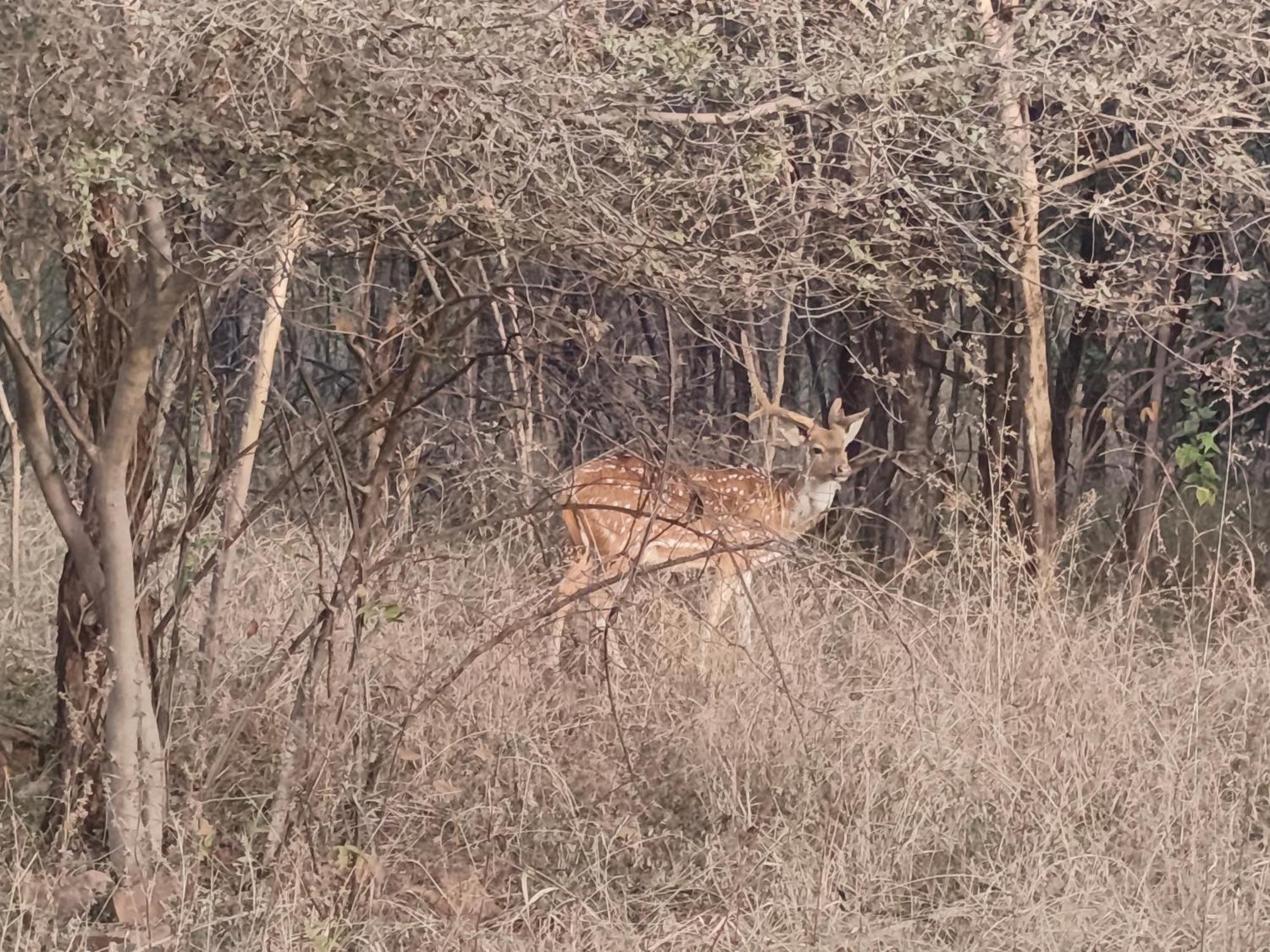 Gandhisagar Forest Retreat Hotell Gurla Eksteriør bilde