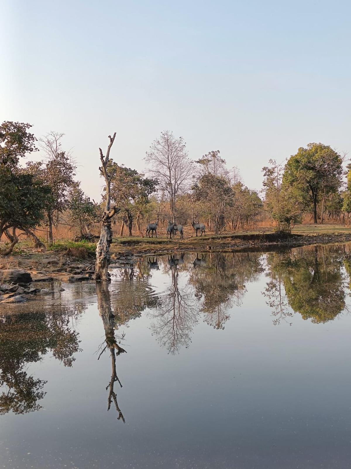 Gandhisagar Forest Retreat Hotell Gurla Eksteriør bilde